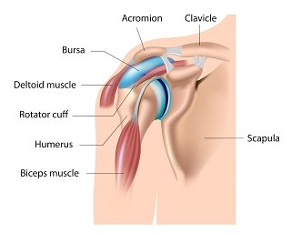Shoulder Dislocation and Anatomy