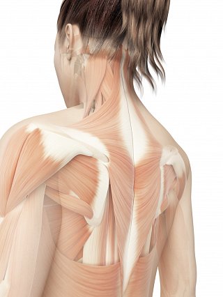 Upper Back Pain symptoms